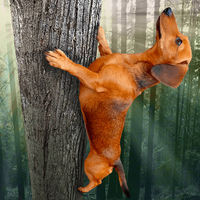 Image de Saucisson Sauvage!